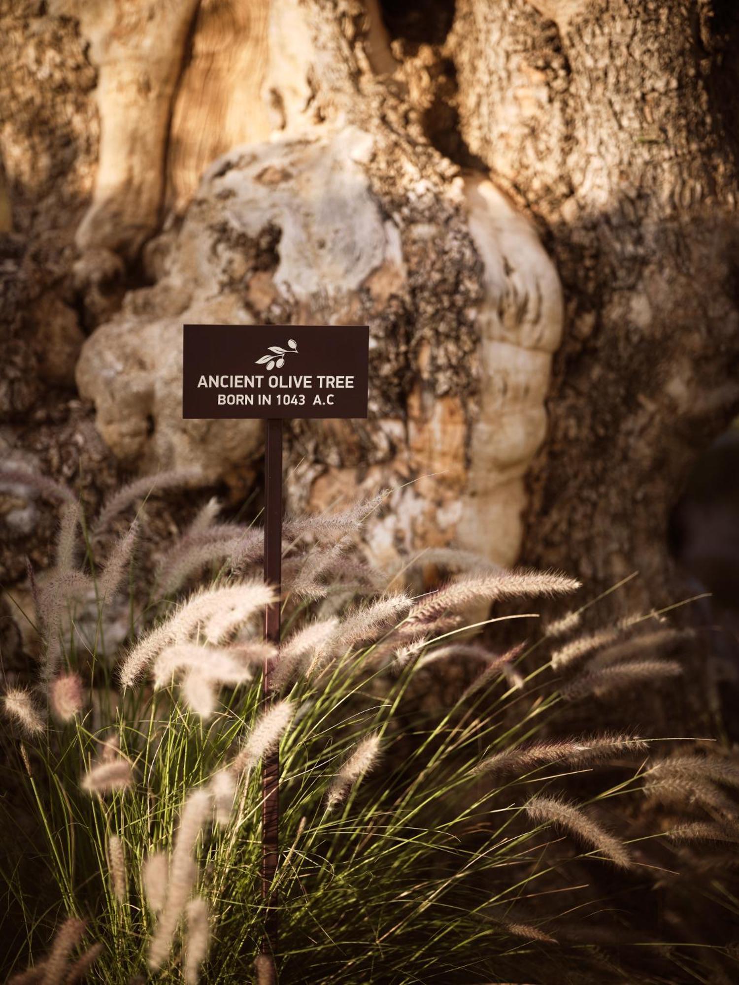 Acro Suites - A Wellbeing Resort (Adults Only) Αγία Πελαγία  Εξωτερικό φωτογραφία